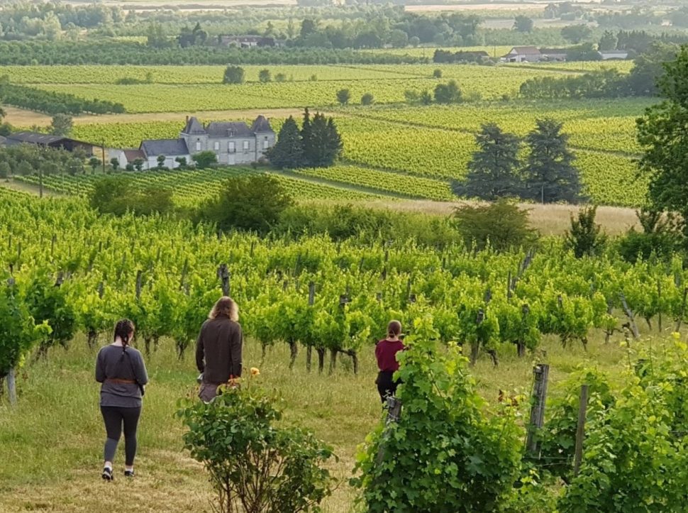 What exactly is a vineyard walking tour? Or a walking wine tour?
